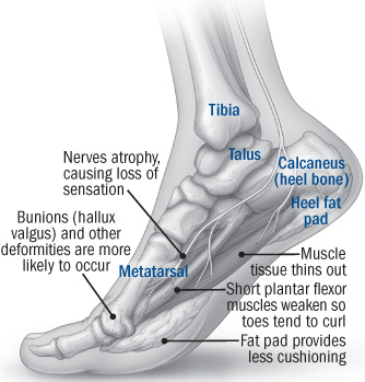 Anatomy of the foot