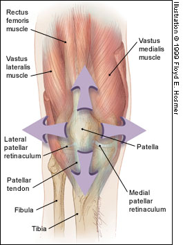 Anatomy of the knee